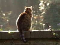 Beleženje trenutaka: biti previše, biti&nbsp;mačka